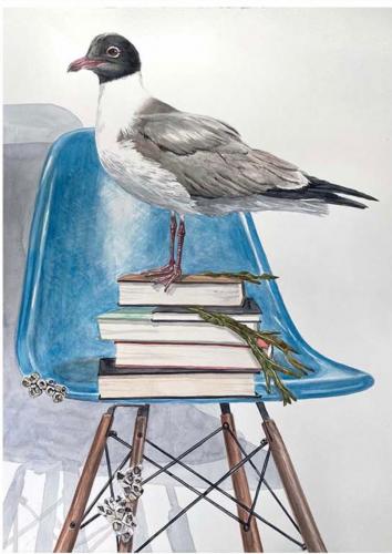 Black headed gull on blue chair, 2021